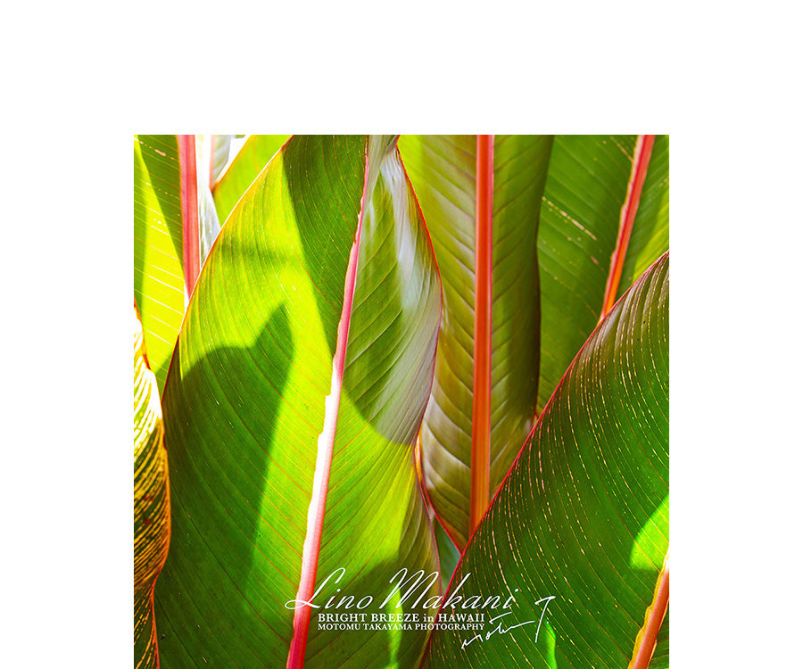 HAND TOWEL / LMHT701