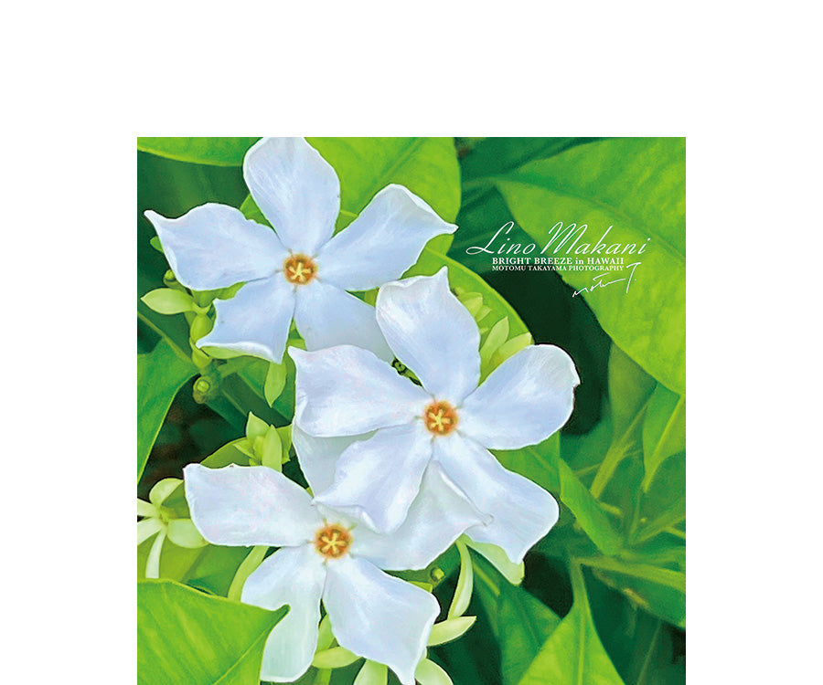 <NEW> HAND TOWEL / LM25-HT002