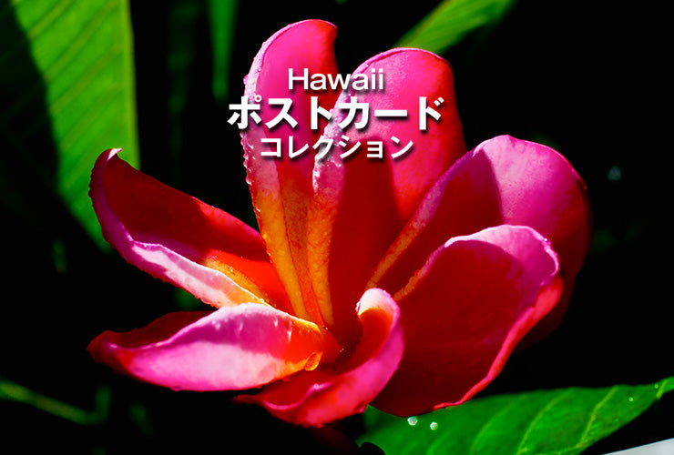 LINO MAKANI POST CARD Collection