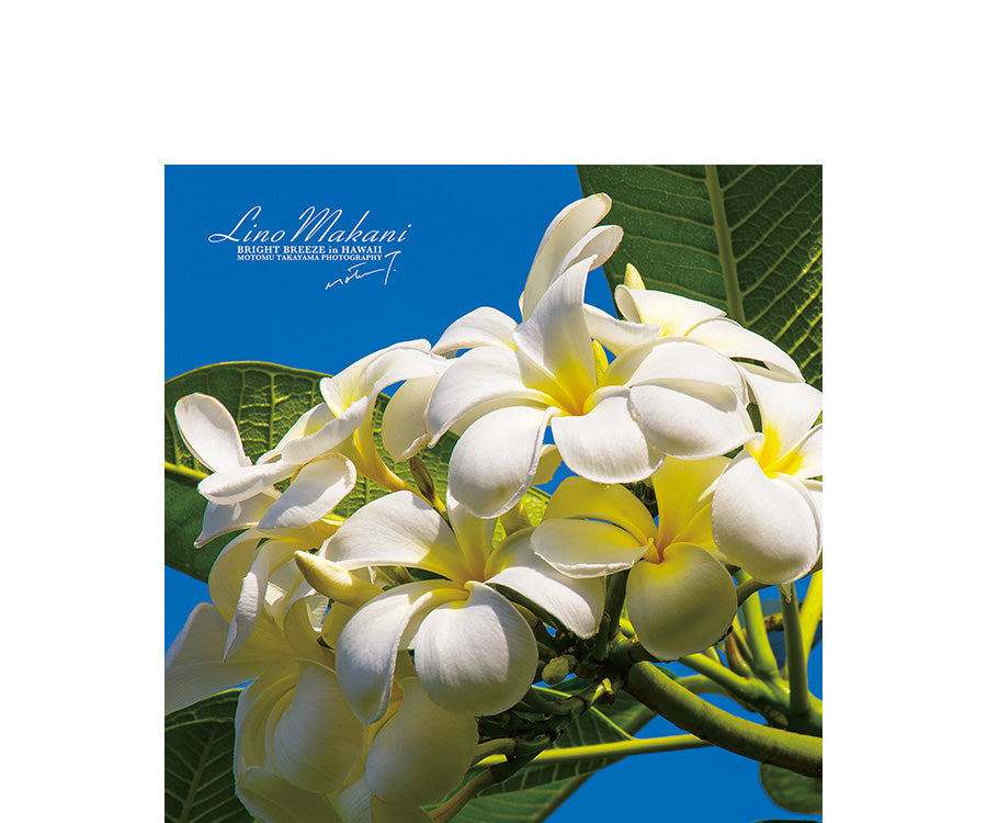 ＜NEW＞ HAND TOWEL / LM25-HT001